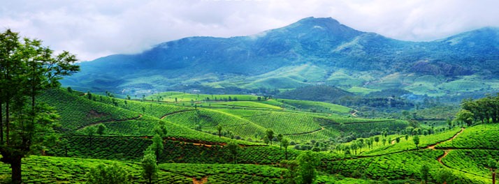 1048/Chandys Windy Woods - Munnar 20.jpg